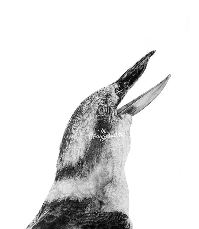 Kookaburra-scaled_1