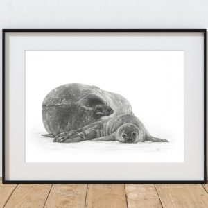 Weddell Seals