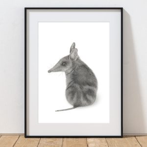 Eastern barred bandicoot