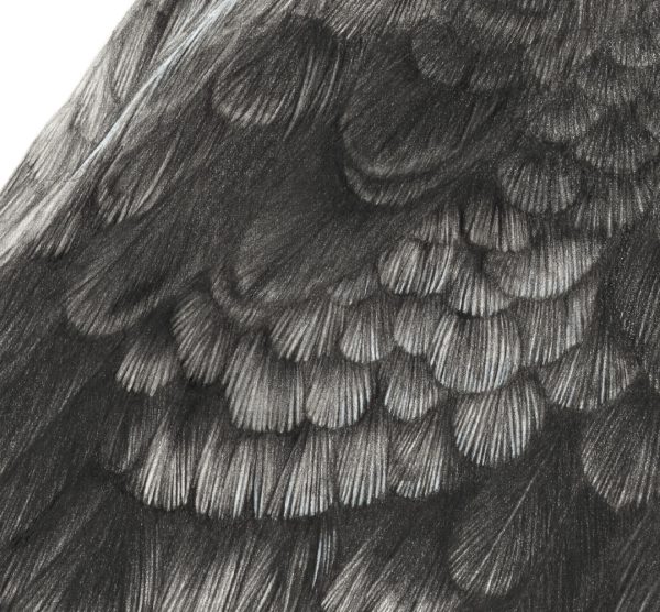 Kookaburra - Image 3